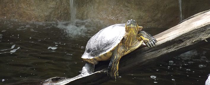 tour museo de la tortuga