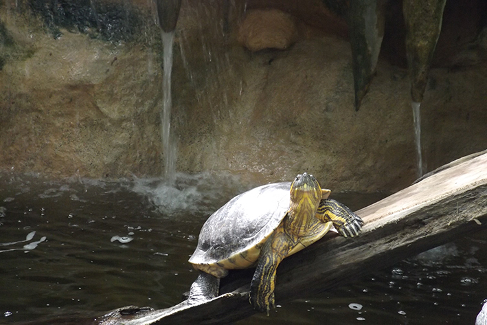 museo de la tortuga